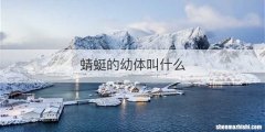 蜻蜓的幼体叫什么