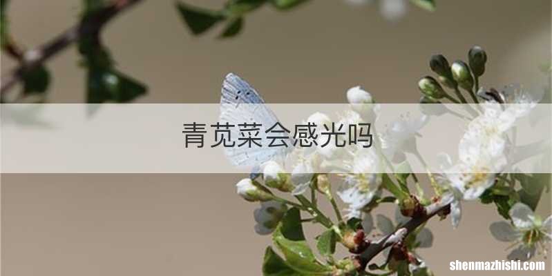青苋菜会感光吗