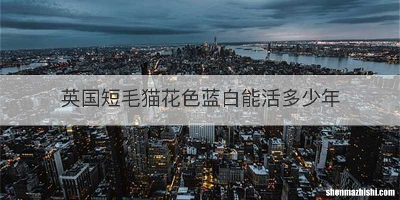 英国短毛猫花色蓝白能活多少年