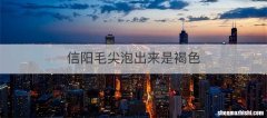 信阳毛尖泡出来是褐色