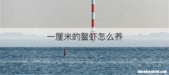 一厘米的鳌虾怎么养