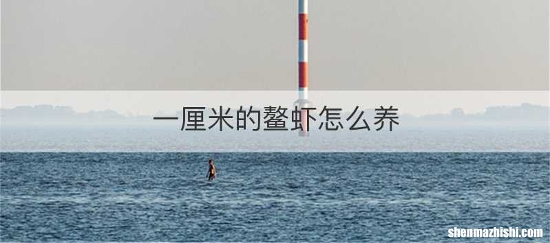 一厘米的鳌虾怎么养