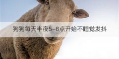 狗狗每天半夜5-6点开始不睡觉发抖