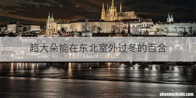 超大朵能在东北室外过冬的百合