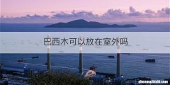 巴西木可以放在室外吗