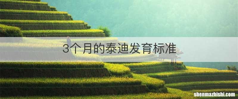 3个月的泰迪发育标准
