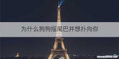 为什么狗狗摇尾巴并想扑向你