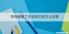 狗狗睡着了还摇尾巴是怎么回事