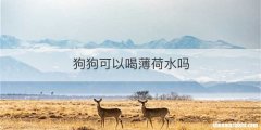 狗狗可以喝薄荷水吗