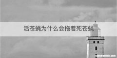 活苍蝇为什么会拖着死苍蝇