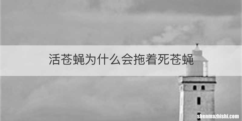 活苍蝇为什么会拖着死苍蝇