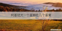 柯基幼犬一个星期吃几个蛋黄