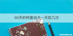 90天的柯基幼犬一天吃几次