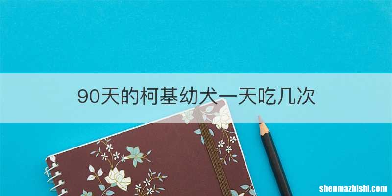 90天的柯基幼犬一天吃几次