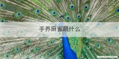 手养麻雀喂什么