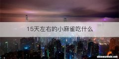 15天左右的小麻雀吃什么