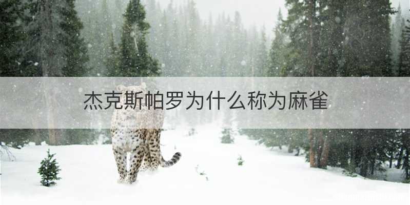 杰克斯帕罗为什么称为麻雀