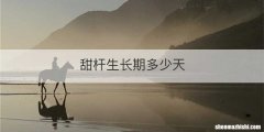 甜杆生长期多少天