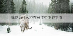棉花为什么种在长江中下游平原
