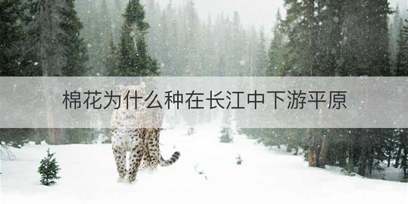 棉花为什么种在长江中下游平原