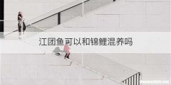 江团鱼可以和锦鲤混养吗