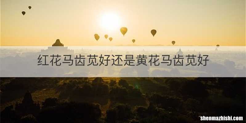 红花马齿苋好还是黄花马齿苋好