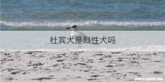 杜宾犬是烈性犬吗