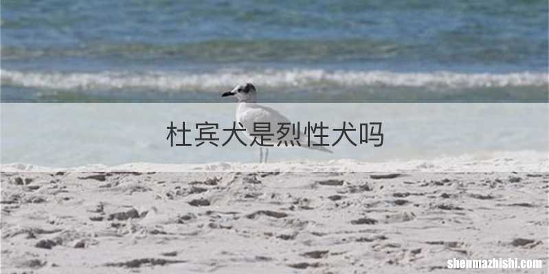杜宾犬是烈性犬吗