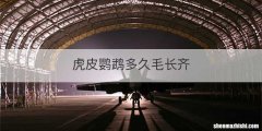 虎皮鹦鹉多久毛长齐