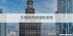 沃柑如何嫁接陈皮柑