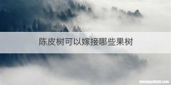 陈皮树可以嫁接哪些果树
