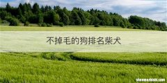 不掉毛的狗排名柴犬