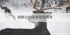 刚孵出的燕鱼如何喂养