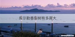 库尔勒香梨树有多高大