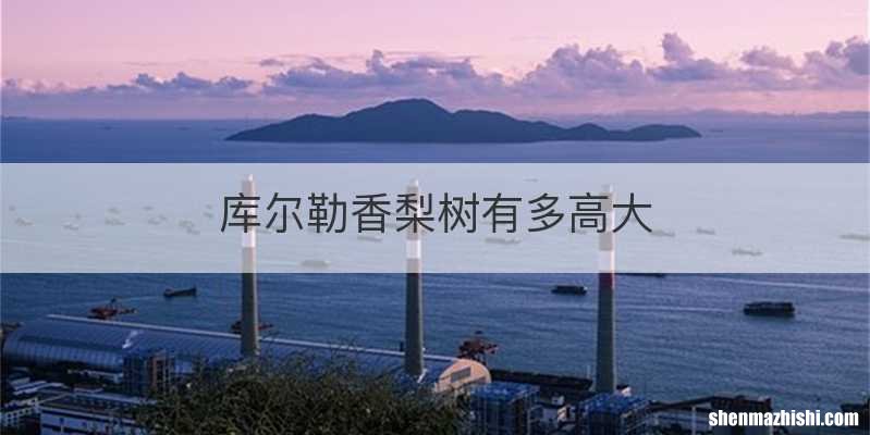 库尔勒香梨树有多高大