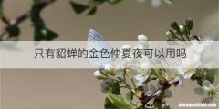 只有貂蝉的金色仲夏夜可以用吗