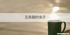五条腿的虫子