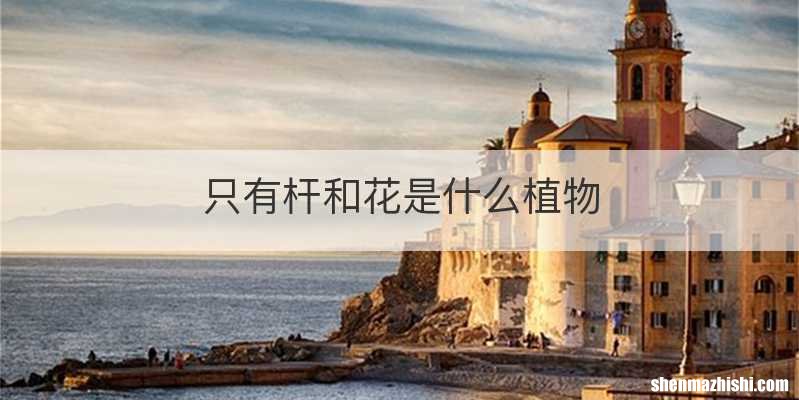 只有杆和花是什么植物