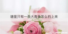 塘里只有一条大青鱼怎么钓上来