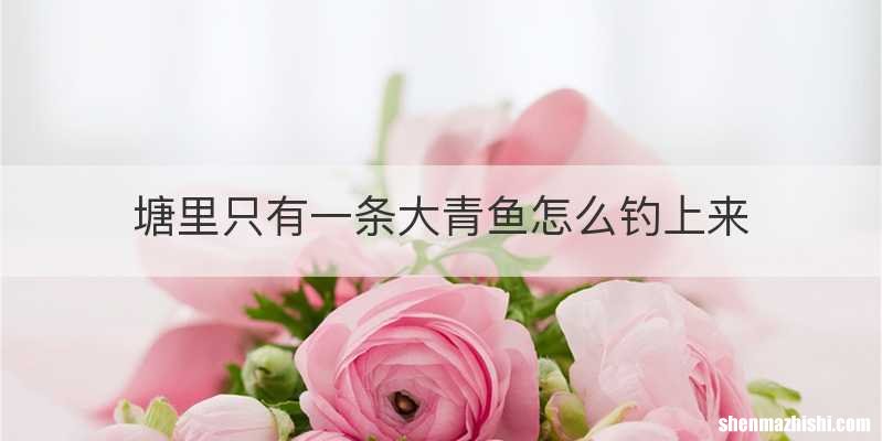 塘里只有一条大青鱼怎么钓上来
