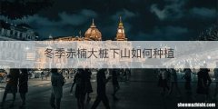 冬季赤楠大桩下山如何种植