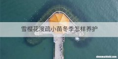 雪樱花溲疏小苗冬季怎样养护