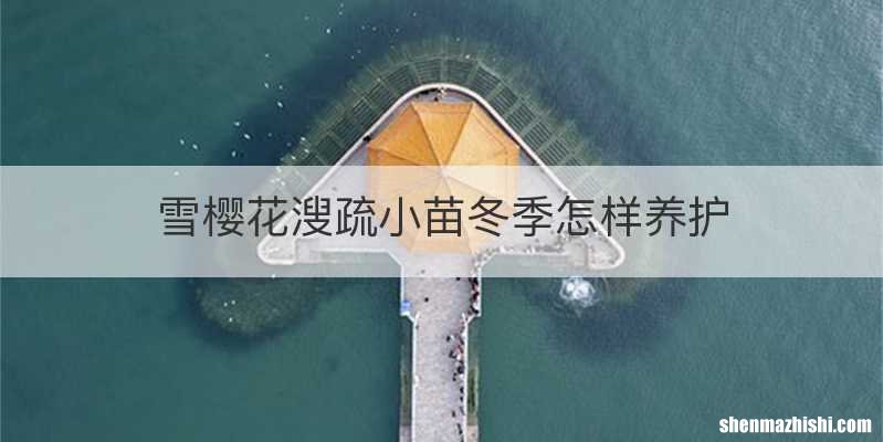雪樱花溲疏小苗冬季怎样养护