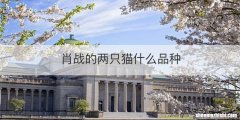 肖战的两只猫什么品种