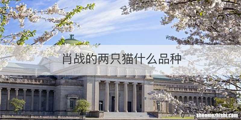 肖战的两只猫什么品种