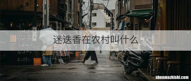 迷迭香在农村叫什么