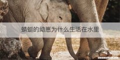 蜻蜓的幼崽为什么生活在水里
