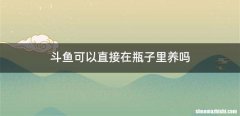 斗鱼可以直接在瓶子里养吗