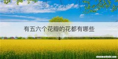 有五六个花瓣的花都有哪些