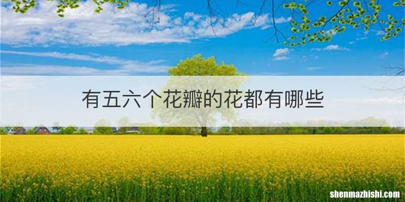 有五六个花瓣的花都有哪些
